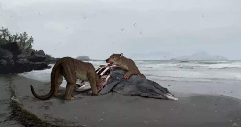 Bear dog Remains of massive predator that lived millions of years ago discovered weighed more than 300 kg