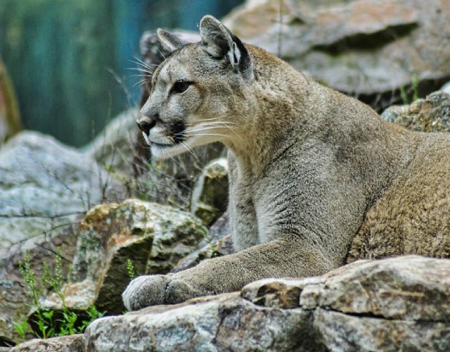 Mountain Lion
