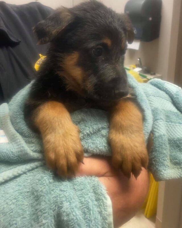 German Shepherd puppy