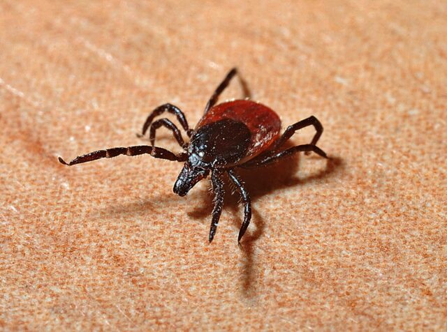 Deer tick close up