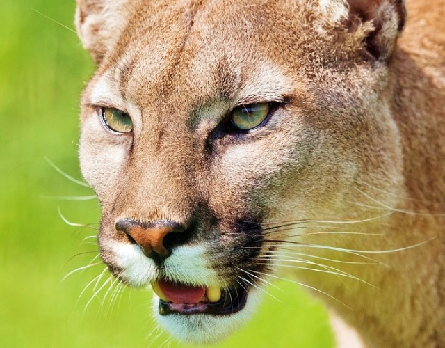 Cougar