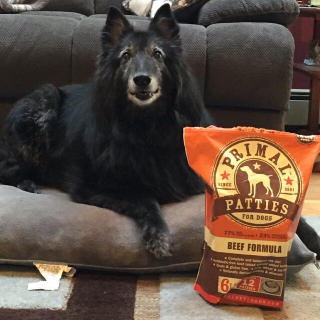 Senior dog with Primal patties