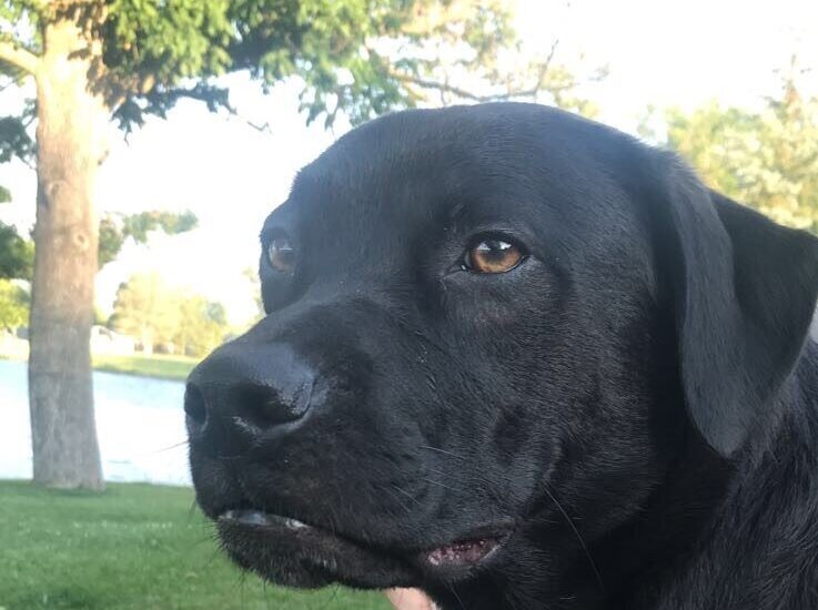 Bentley is a lab-pitbull mix.