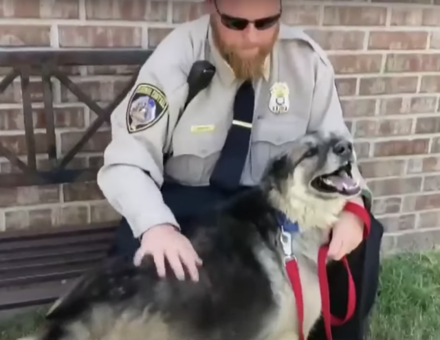 Stolen German Shepherd found