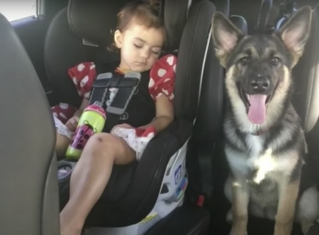 German Shepherd and toddler