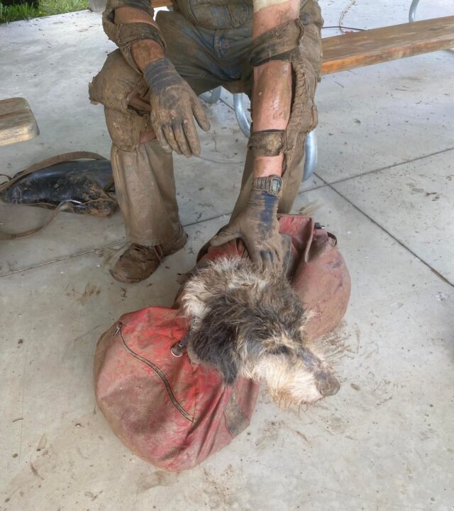 Dog in duffle bag saved