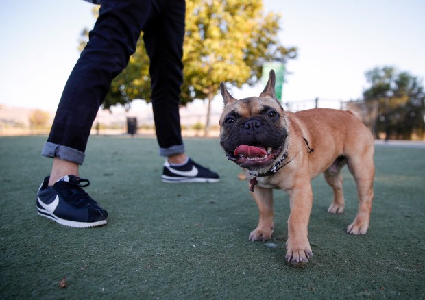 FREMONT, CALIFORNIA - SEPTEMBER 05: Frankie, a 6-month-old French Bulldog owned by Michael Reynoso, hangs out in the Central Park Dog Park in Fremont, Calif., on Monday, Sept. 5, 2022. (Nhat V. Meyer/Bay Area News Group)