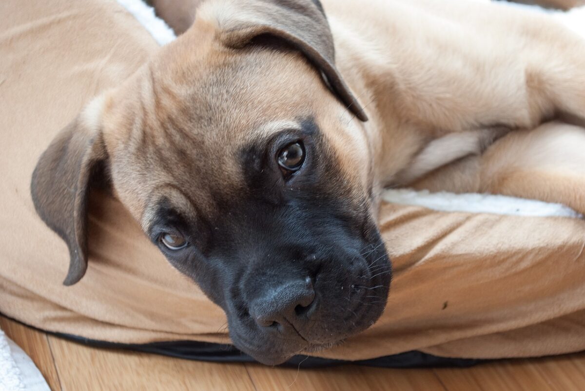 Bullmastiff puppy best supplements