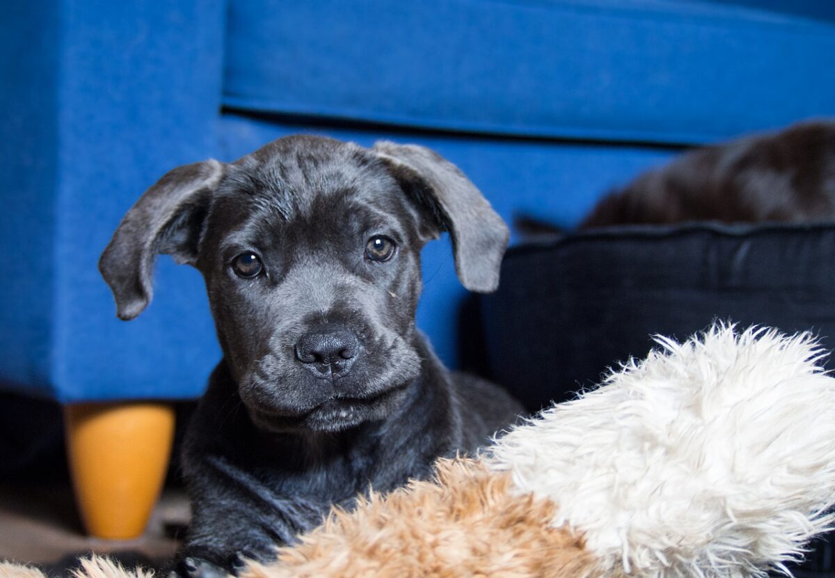 Cane Corso puppy best supplements