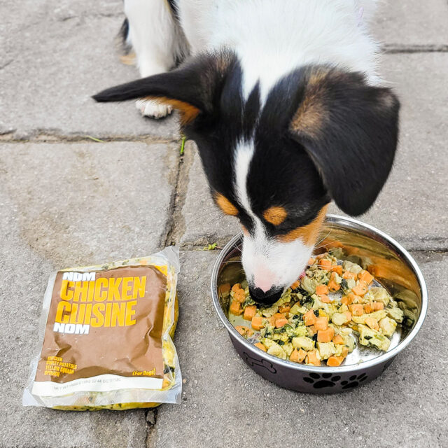 Dog eating Nom Nom