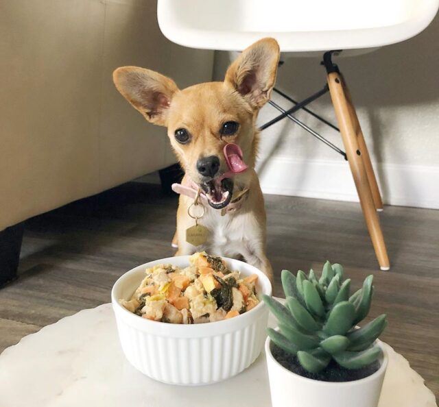 Dog hungry for Nom Nom