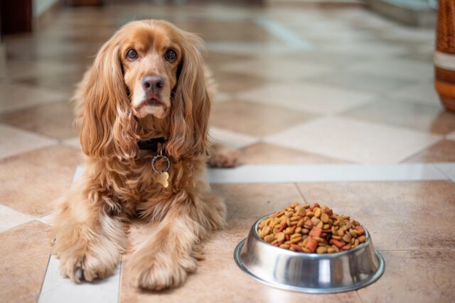 Picky dog laying by food