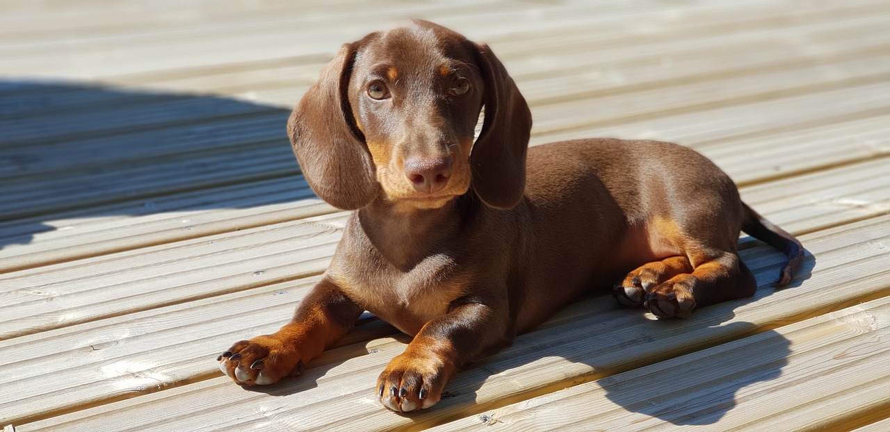 best fresh dog food for Dachshunds