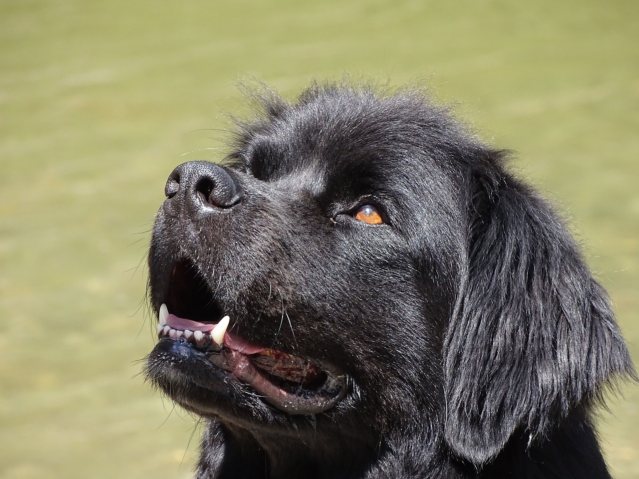 best fresh dog food for Newfoundlands