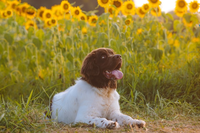 best fresh dog food for Newfoundlands