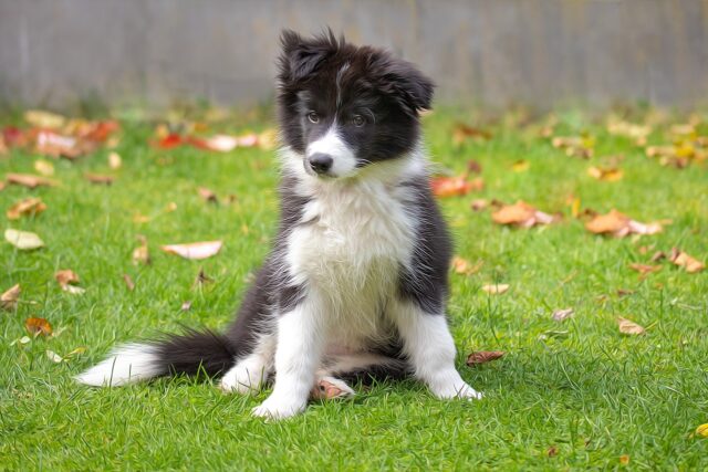 best fresh dog food for Border Collies