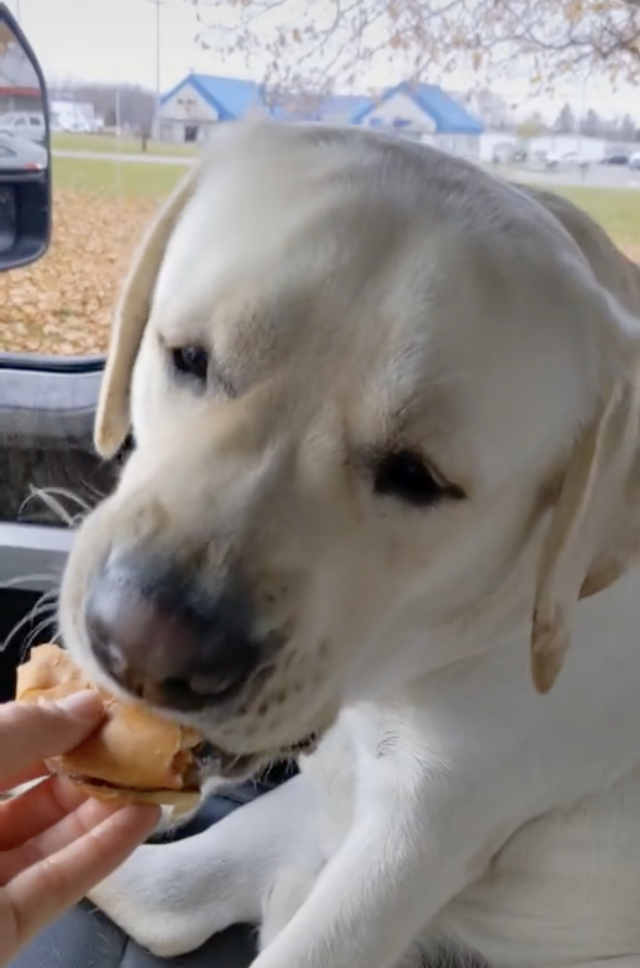 dog eating cheeseburger