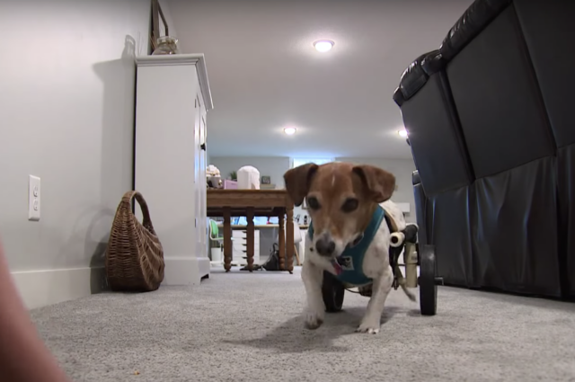 Dog using wheelchair
