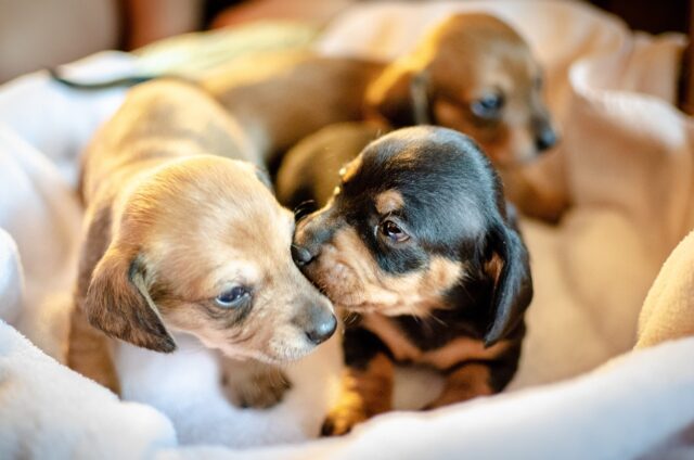 best fresh dog food for Dachshunds