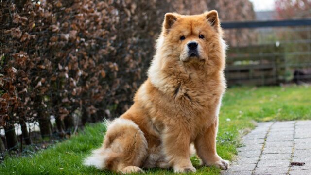 best fresh dog food for Chow Chows