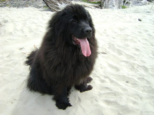 best fresh dog food for Newfoundlands