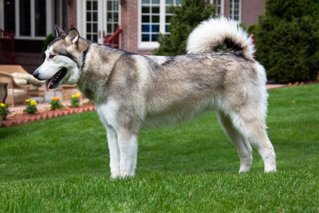 best fresh dog food for Alaskan Malamutes 
