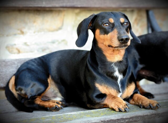 best fresh dog food for Dachshunds