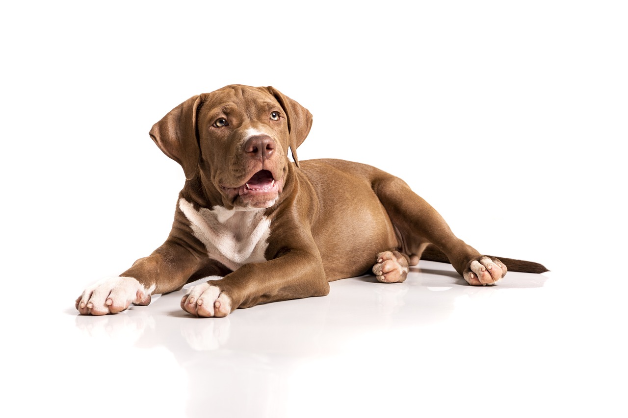 best fresh dog food for Pit Bulls