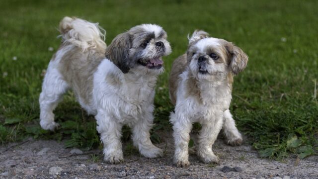 best fresh dog food for Shih Tzu