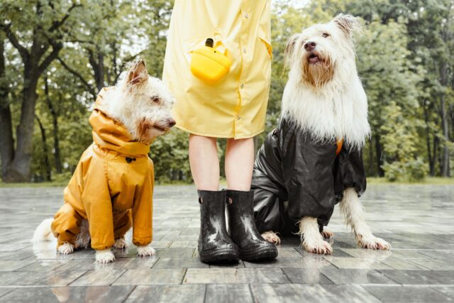 best dog raincoats