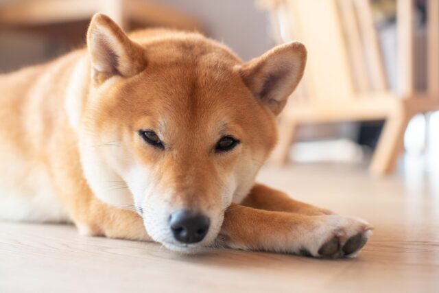 best raw dog food for Akitas
