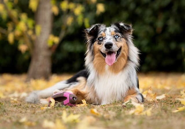 Best raw dog food for Australian Shepherds