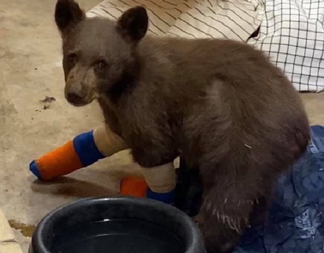 Orphaned Bear