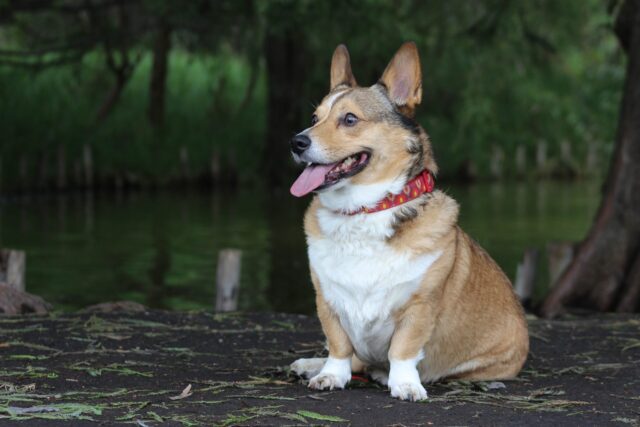 best dog collars