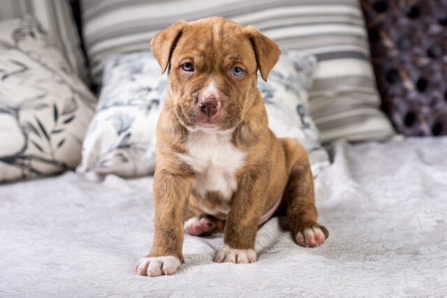 best fresh dog food for Pit Bulls