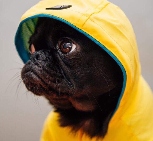 best raincoats for dogs