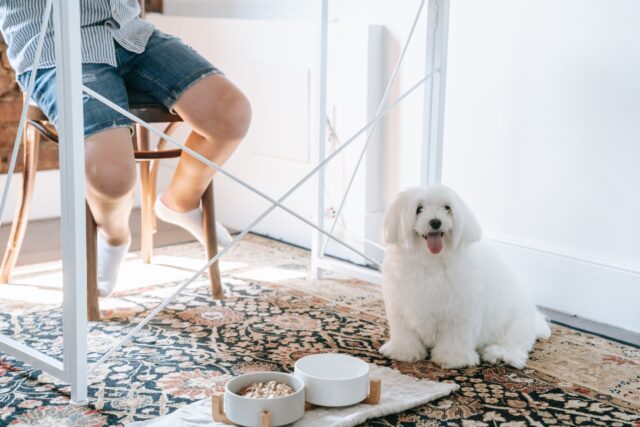 Best Raw Dog food under desk