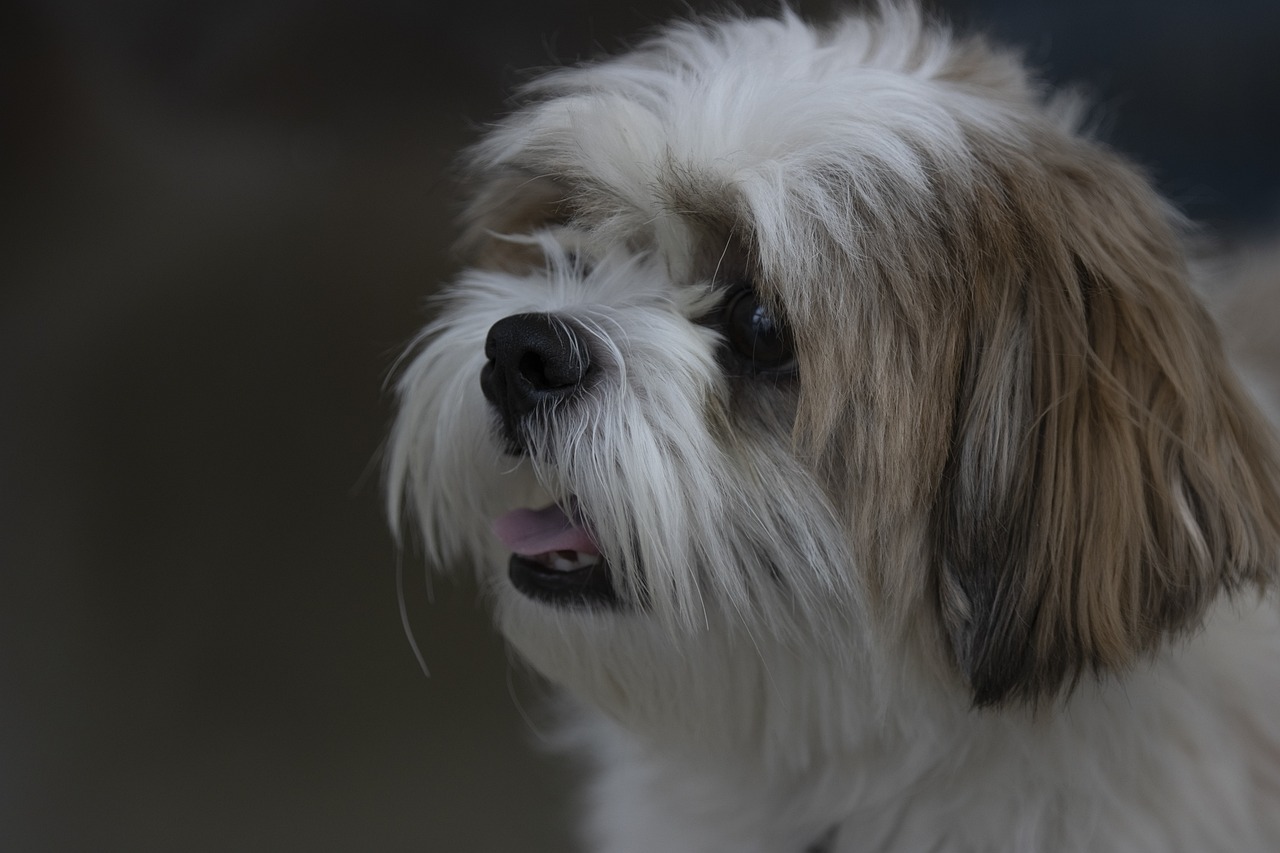 best fresh dog food for Shih Tzu