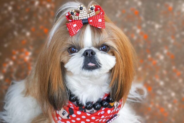best fresh dog food for Shih Tzu