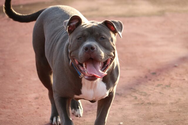 best fresh dog food for Pit Bulls
