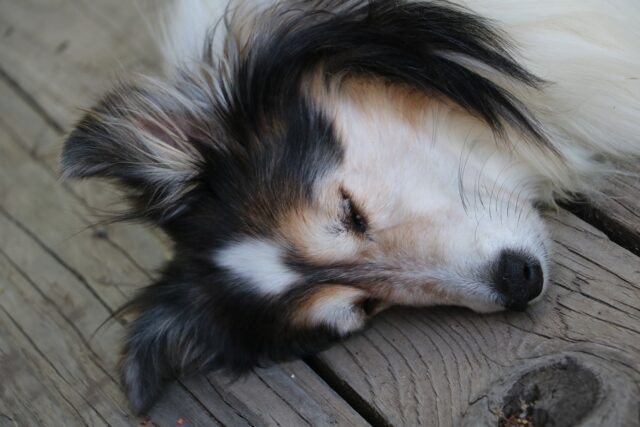 Collie sleeping on best dog bed