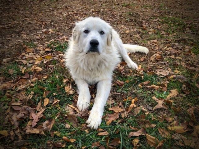 Great Pyrenees on the best dog bed
