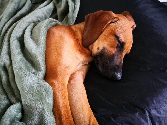 Rhodesian Ridgeback sleeping on best dog bed