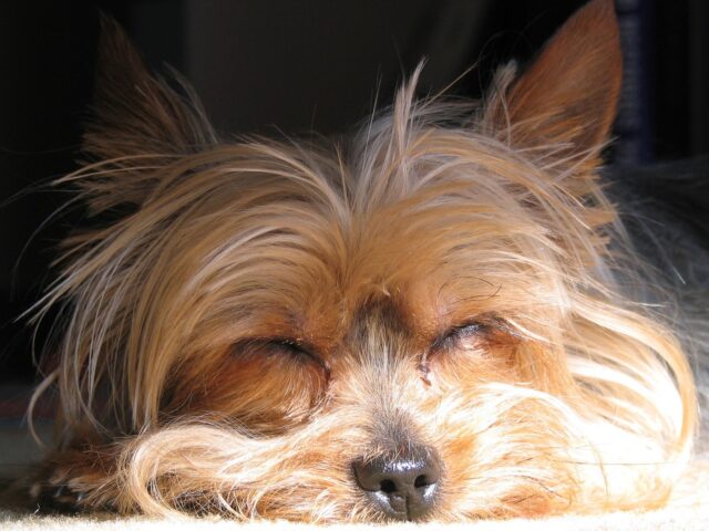 Yorkie sleeping on best dog bed
