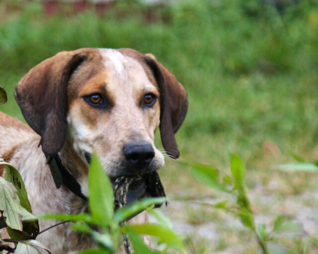 Best raw dog food for American English Coonhounds
