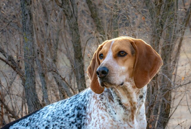 the best dog bed for your American English Coonhound