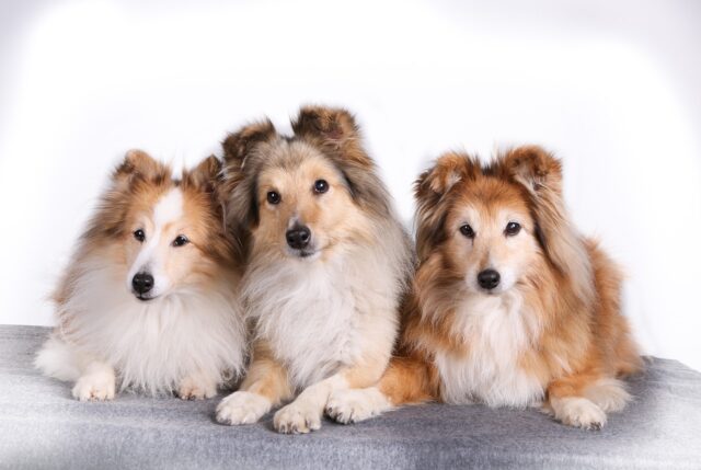 the best dog bed for your Sheltie