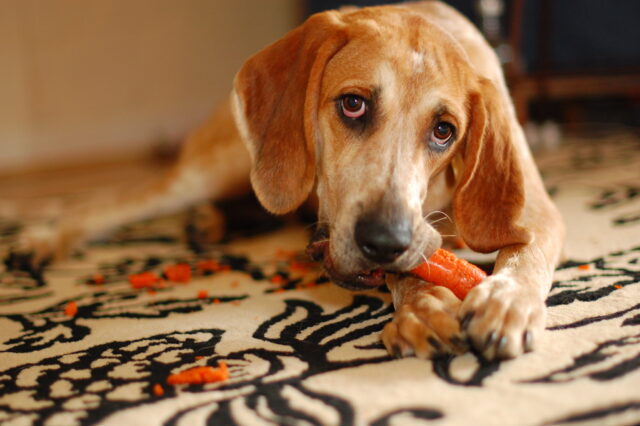 Best raw dog food for American English Coonhounds