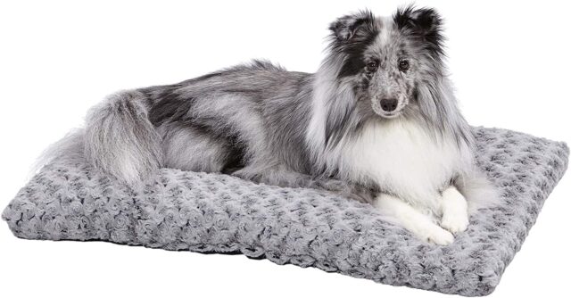 Dog laying on crate bed