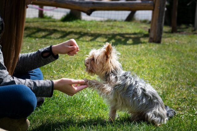 Yorkie training